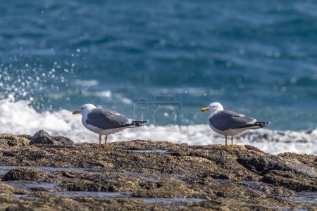 Herring gull (Larus argentatus) standing on rocks