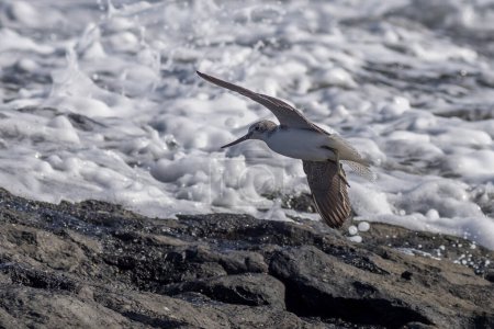 Sanderling (Calidris alba) in flight on the coast