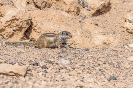 Barbary ground squirrel (Atlantoxerus getulus) in fuerteventura, Spain