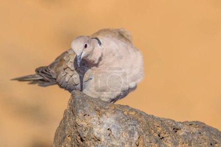 Paloma de collar en un primer plano de roca, imagen tomada en Fuerteventura.