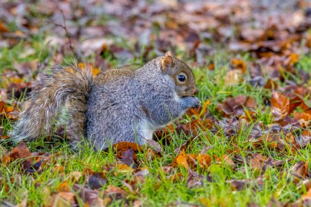 Grey squirrel on a lawn in Autumn eating