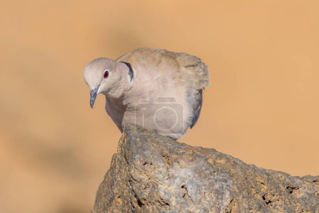 Paloma de collar en un primer plano de roca, imagen tomada en Fuerteventura.