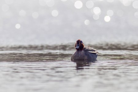 Sarcelle (Anas crecca) sur un lac avec effet Bokeh