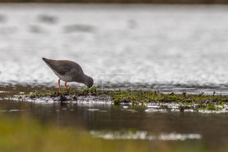Redshank (Tringa totanus) at the edge of the water