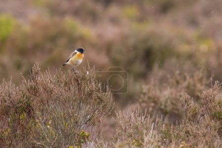 Male Stonechat (Saxicola rubicola) perched on heather
