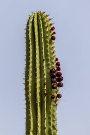Foto de Cactus en flor alta y primer plano - Imagen libre de derechos