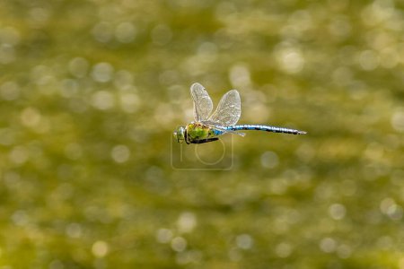 Emperor dragonfly (Anax imperator) in flight over water.