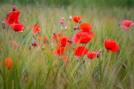 Foto de Amapola roja en flor completa - Imagen libre de derechos