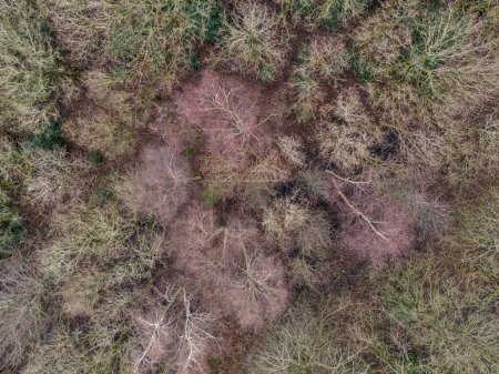 Foto de Vista aérea de un bosque desde un dron en invierno - Imagen libre de derechos