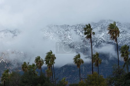 Photo for Gusty wind shown in Pasadena, California. Palm trees and the San Gabriel Mountains, facing south, covered in snow in the background. - Royalty Free Image