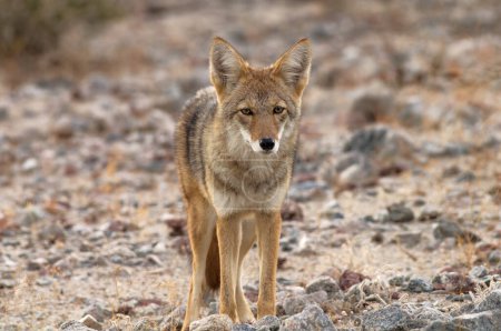 Téléchargez les photos : Coyote, Canis latrans, montré dans Death Valley National Park, California, États-Unis. - en image libre de droit