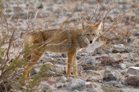 Téléchargez les photos : Coyote, Canis latrans, montré dans Death Valley National Park, California, États-Unis. - en image libre de droit
