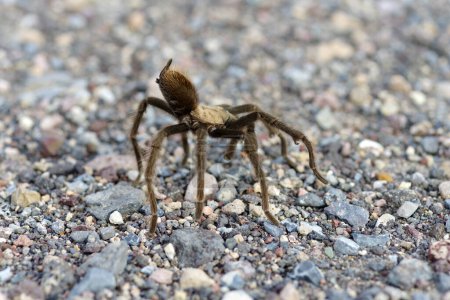 Téléchargez les photos : Desert Tarantula, Aphonopelma chalcodes. Photo prise dans le parc national de Death Valley, Californie, États-Unis. - en image libre de droit