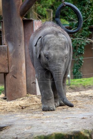 Téléchargez les photos : Young elephant is enjoying a walk - en image libre de droit