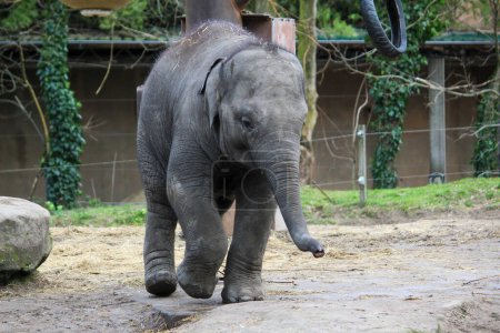 Téléchargez les photos : Young elephant is enjoying a walk - en image libre de droit