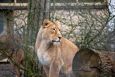 Foto de Lion looks around focused - Imagen libre de derechos