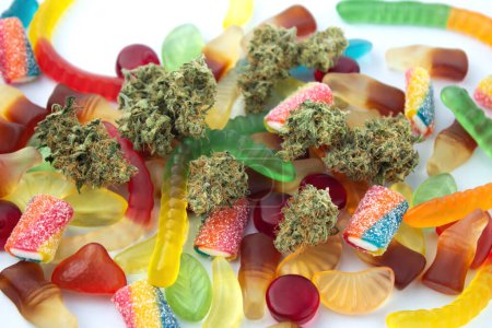 Getrocknete Knospen für medizinisches Marihuana liegen zwischen Gummibärchen verschiedener Formen und Geschmacksrichtungen. Auf einem kalten weißen Hintergrund