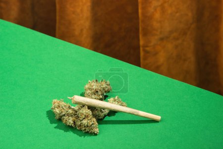 A king size joint lies among dry marijuana buds on a green table against the background of a brown velvet curtain