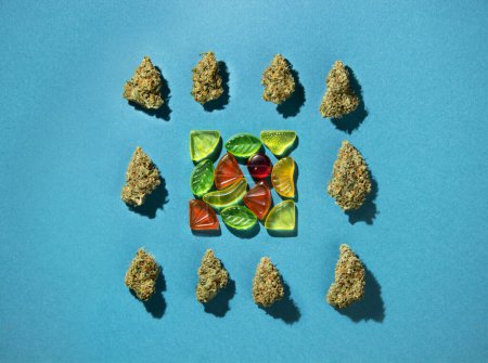 Gummy fruits lie in a square, dry buds of medical marijuana lie around.  On a blue-green background, copy space, flatlay