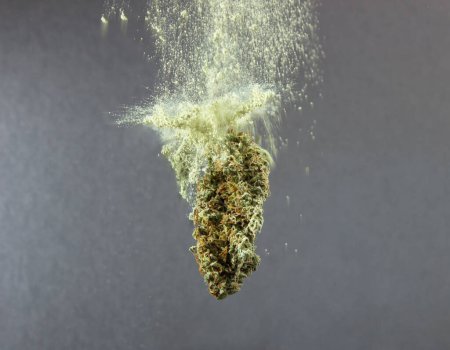 Foto de Un capullo seco de marihuana medicinal levita, un kief cae encima. Sobre un fondo gris - Imagen libre de derechos