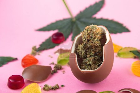 Chocolate egg with dry buds of medical marijuana inside on a pink background.  Surrounded by cannabis leaves, gummies and chocolate chips