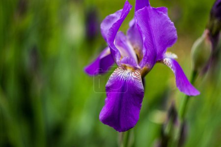 Téléchargez les photos : Gros plan d'un bourgeon d'iris violet. Sur un fond vert flou - en image libre de droit