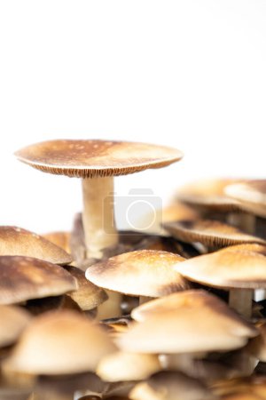 Foto de Muchos hongos de la especie Psilocybe cubensis Argentina sobre fondo blanco. - Imagen libre de derechos