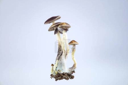 Foto de Muchos hongos de la especie Psilocybe cubensis Argentina sobre fondo blanco. - Imagen libre de derechos