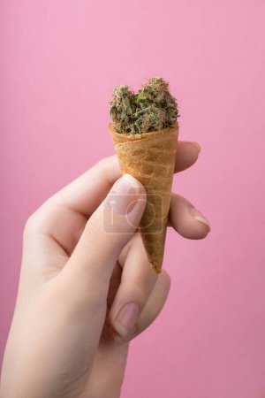 Foto de Brotes secos de marihuana medicinal con contenido de CBD en un cono de helado de gofre en la mano de una mujer. Sobre un fondo rosa. Tratamiento alternativo del cannabis medicinal - Imagen libre de derechos
