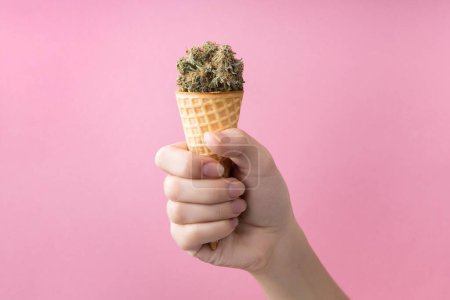 Foto de Brotes secos de marihuana medicinal con contenido de CBD en un cono de helado de gofre en la mano de una mujer. Sobre un fondo rosa. Tratamiento alternativo del cannabis medicinal - Imagen libre de derechos