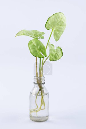 cuttings of a Syngonium mini pixie white plant with roots in a glass bottle with water. isolated on white background