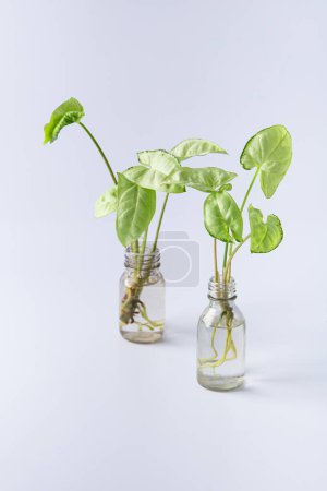 cuttings of a Syngonium mini pixie white plant with roots in a glass bottle with water. isolated on white background