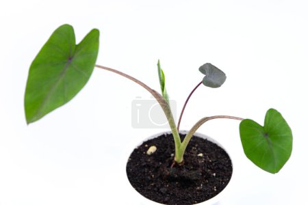 Foto de Joven colocasia planta mágica negra en una olla pequeña. aislado sobre fondo blanco - Imagen libre de derechos