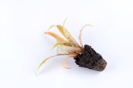 Foto de Plántulas pequeñas de planta de piña (Ananas comosus) con raíces expuestas. aislado sobre fondo blanco - Imagen libre de derechos