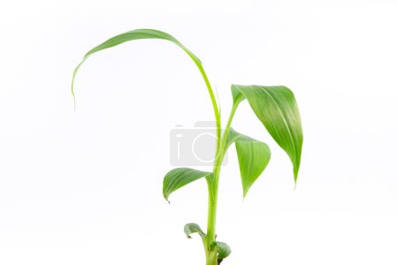 junger Grünaustrieb der Pflanze Musa acuminata var. Zebrina, auch Blutbanane genannt, in einem kleinen Topf. isoliert auf weißem Hintergrund
