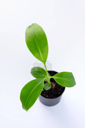 junger Grünaustrieb der Pflanze Musa acuminata var. Zebrina, auch Blutbanane genannt, in einem kleinen Topf. isoliert auf weißem Hintergrund