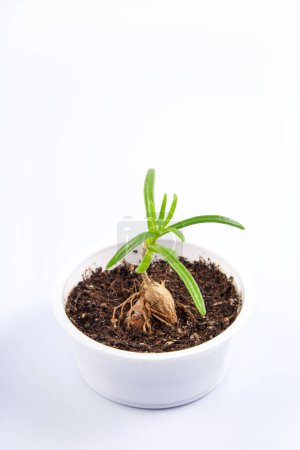 planta joven Mestoklema (macrorhiza) - Caudex enano suculento, en un tazón blanco pequeño. aislado sobre fondo blanco