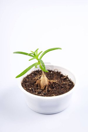 jeune plante Mestoklema (macrorhiza) - Nain caudex succulent, dans un petit bol blanc. isolé sur fond blanc