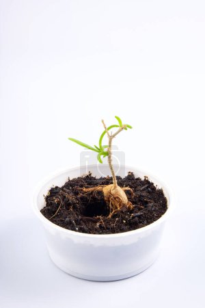 Foto de Planta joven Mestoklema (macrorhiza) - Caudex enano suculento, en un tazón blanco pequeño. aislado sobre fondo blanco - Imagen libre de derechos