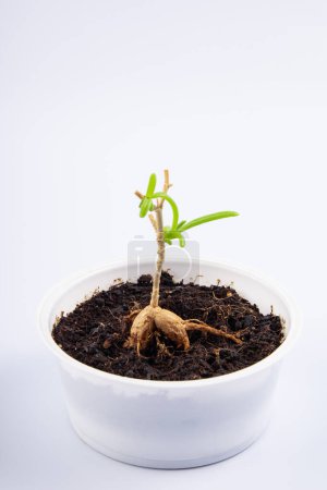 junge Pflanze Mestoklema (Makrorhiza) - Zwergcaudex sukkulent, in einer kleinen weißen Schale. isoliert auf weißem Hintergrund