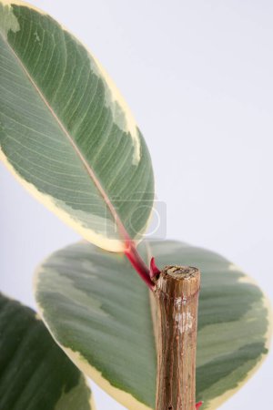 young leaves and buds of the ficus rubber plant Belize on a white background