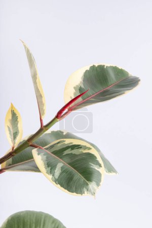 young leaves and buds of the ficus rubber plant Belize on a white background