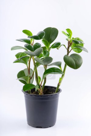 jeune plante verte Peperomia obtusifolia dans un pot noir. isolé sur fond blanc