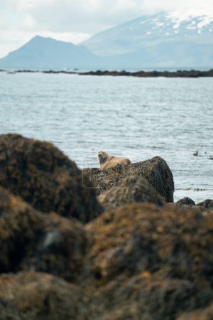 Foto de Seals Bathing in Sun at Ytri Tunga Beach in Iceland. High quality photo. Seals sunning themselves while laying on rocks at the famous seal beach on the Snafellsnes Peninsula in Iceland - Imagen libre de derechos