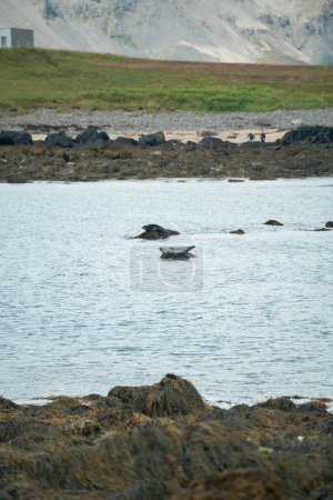 Foto de Seals Bathing in Sun at Ytri Tunga Beach in Iceland. High quality photo. Seals sunning themselves while laying on rocks at the famous seal beach on the Snafellsnes Peninsula in Iceland - Imagen libre de derechos