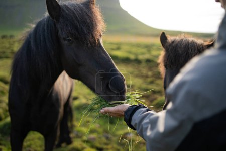 Islandpferde füttern, die auf dem Berg Horse Farm in Island weiden. Hochwertiges Foto. Die schönen Pferde Islands streifen durch die grasbewachsenen Ebenen der Halbinsel Snaefellsnes.