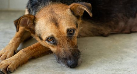Téléchargez les photos : Un chien d'adoption de sauvetage lève les yeux avec un regard triste sur son visage - en image libre de droit
