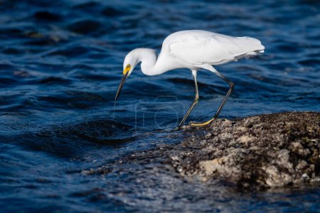 A Great White Egret Profile Standing On The Seashore Hunting For Fish