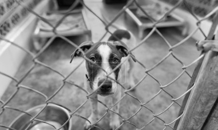 A Rescue Dog At An Animal Shelter Is Looking Through The Fence Black And White