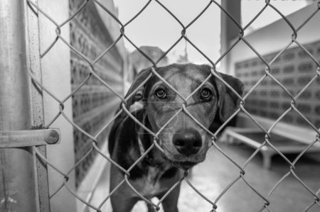 A Rescue Dog At An Animal Shelter Is Looking Through The Fence Black And White
